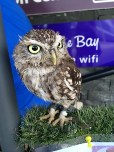 One of the cute owls!